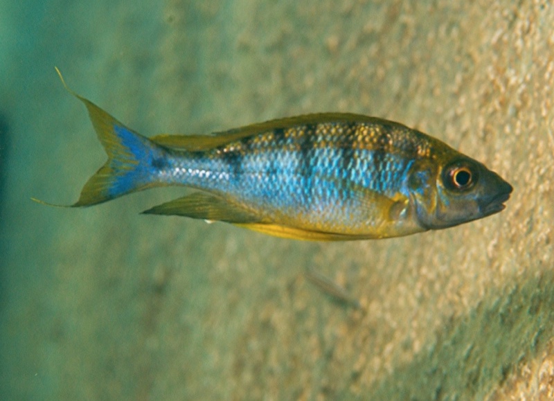 Ophthalmotilapia nasuta 'Kiriza'